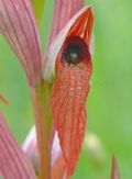 Serapias vomeracea